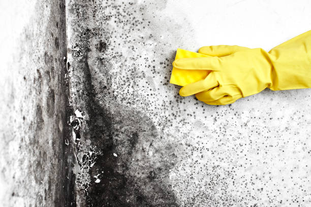 Why You Should Choose Our Mold Remediation Services in Falfurrias, TX